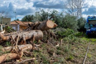 Τα δέντρα που... έβλεπαν τα τρένα να (μην) περνούν